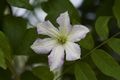 Clematis viticella Little Nell IMG_6323 Powojnik